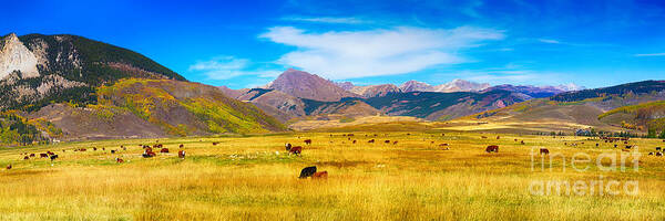 Autumn Poster featuring the photograph Cattle Grazing Autumn Panorama by James BO Insogna