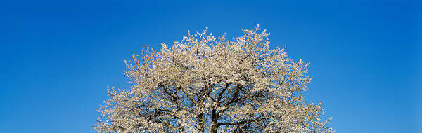 Photography Poster featuring the photograph Cherry Blossoms, Switzerland by Panoramic Images