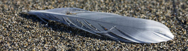 Feather Poster featuring the photograph Feather and Sand by Josh Bryant