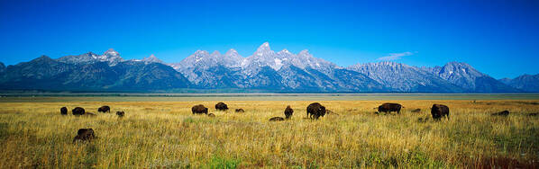 Photography Poster featuring the photograph Field Of Bison With Mountains by Panoramic Images
