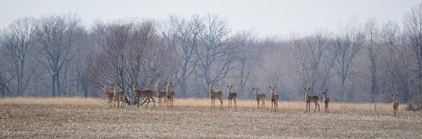 Deer Poster featuring the photograph Herd Mentality by Bonfire Photography