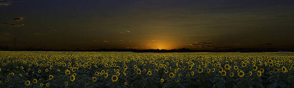 Sunflowers Poster featuring the photograph Moon Flowers by Kristal Kraft