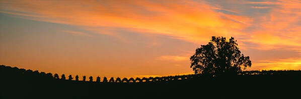 Photography Poster featuring the photograph Silhouette Of Vineyard At Sunset, Paso by Panoramic Images