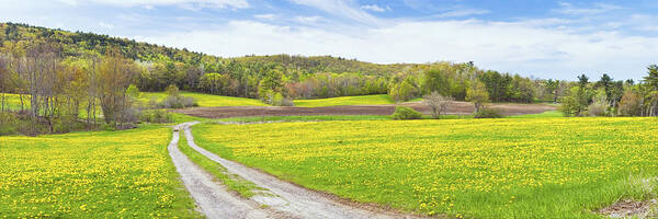 Spring Poster featuring the photograph Spring Farm Landscape With Dirt Road And Dandelions Maine by Keith Webber Jr