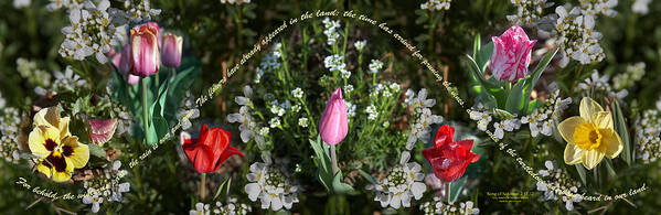 Spring Poster featuring the photograph Spring Flower Pano by Cheryl Mills