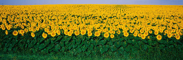 Photography Poster featuring the photograph Sunflower Field, Maryland, Usa by Panoramic Images