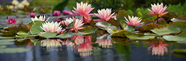 Water Lily Poster featuring the photograph Water Lily Profusion by Leda Robertson