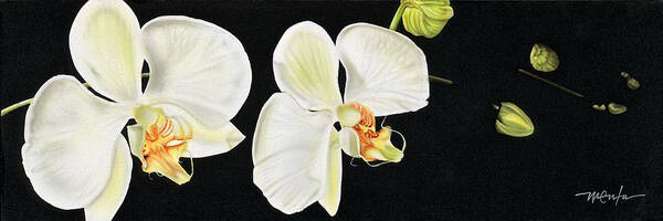 Orchids/white Orchids/flowers/canvas Paintings Poster featuring the painting White Orchids by Dan Menta
