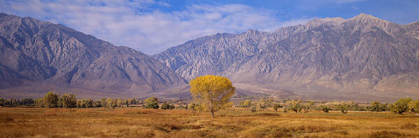 Photography Poster featuring the photograph Autumn Color Along Highway 395, Sierra #1 by Panoramic Images