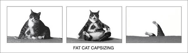 Cats Poster featuring the photograph Fat Cat Capsizing by Richard Watherwax