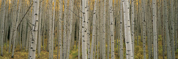 Aspen Tree Poster featuring the photograph Aspen Grove In Fall, Kebler Pass by Ron Watts