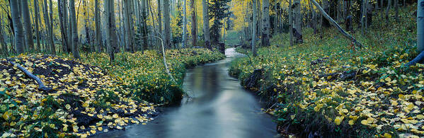 Photography Poster featuring the photograph Aspens And Stream In Uncompahgre by Panoramic Images