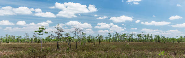 Everglades Poster featuring the photograph Big Cypress Marshes by Jon Glaser