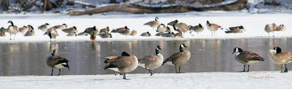 Canada Goose Poster featuring the photograph Canada Geese Ice Melt by Ed Peterson