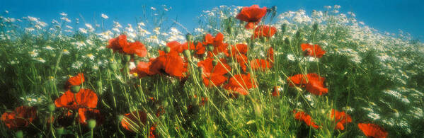 Photography Poster featuring the photograph Close-up Of Wildflowers And Poppies by Panoramic Images