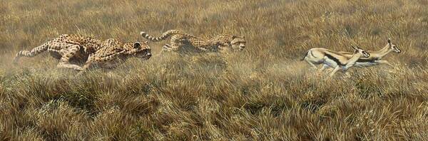 Wildlife Paintings Poster featuring the painting Closing in Fast by Alan M Hunt