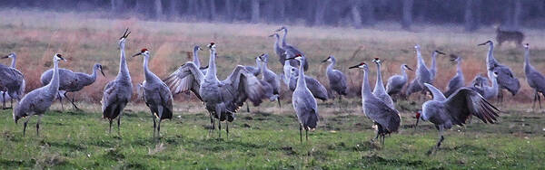 Sandhill Cranes Group Poster featuring the photograph Gathering by Shari Jardina
