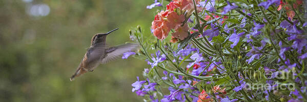 Hummingbird Poster featuring the photograph Hummer with Peach Geranium by Chuck Flewelling