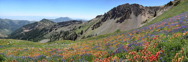 Utah Poster featuring the photograph Mineral Basin Wildflower Panoramic by Brett Pelletier