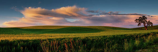 Landscape Poster featuring the photograph Palouse Tree of Life by Dan Mihai