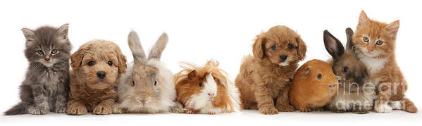 Guinea Pig Poster featuring the photograph Pet animal line up by Warren Photographic