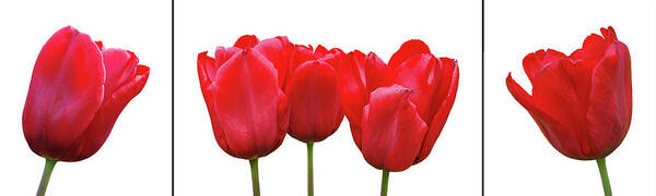 Red Tulip Poster featuring the photograph Red Tulip Triptych on White by Gill Billington