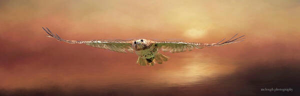 Osprey Poster featuring the photograph Summer Soaring by Mary Clough