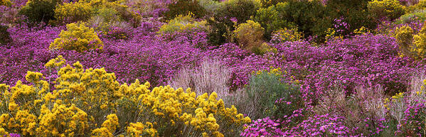 Photography Poster featuring the photograph Wildflowers El Prado Nm by Panoramic Images