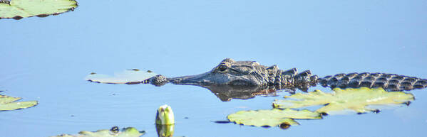 Nature Poster featuring the photograph Gator in waiting by Ed Stokes