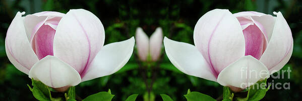 Magnolia Poster featuring the photograph Reaching Out by Bob Christopher