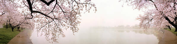 Photography Poster featuring the photograph Cherry Blossoms At The Lakeside #1 by Panoramic Images