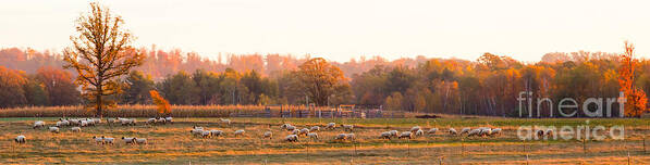 Sheep Poster featuring the photograph Fall Graze by Jan Killian