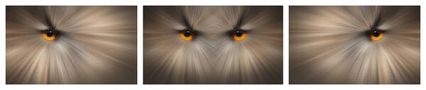 Eye Poster featuring the photograph Eagle Owl Eye Triptych by Andy Astbury