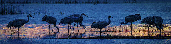 Animals Poster featuring the photograph Sandhill Cranes at Twilight by Bruce Bonnett