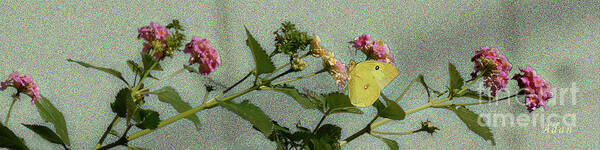 Southern Dogface Butterfly Poster featuring the photograph Southern Dogface Butterfly Feasting on December Lantanas Austin Texas v1 Panorama by Felipe Adan Lerma