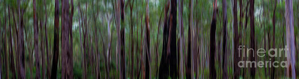 Trees Poster featuring the photograph Trees by Sheila Smart Fine Art Photography