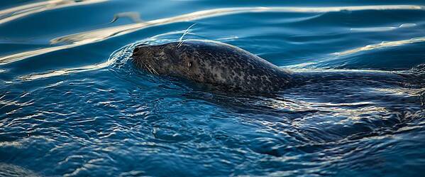 Seal Poster featuring the photograph Seal #1 by Prince Andre Faubert