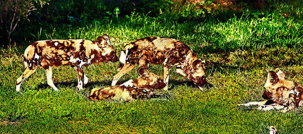 #african Wild Dog Poster featuring the photograph African wild dog family by Miroslava Jurcik