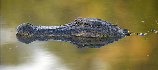 American Poster featuring the photograph American alligator reflection by Gary Langley