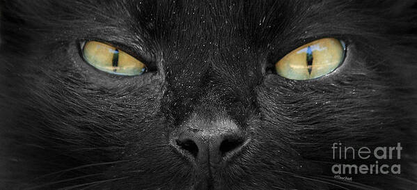 Cat Poster featuring the photograph Cats Eyes by Terri Mills