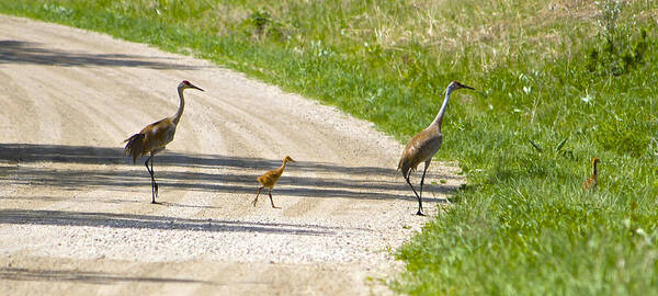 Sandhill Crane Family Poster featuring the photograph Excuse us by David Tennis