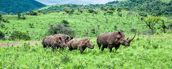 Africa Poster featuring the photograph Rhino Family by Maria Coulson