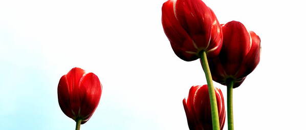 Hollander Poster featuring the photograph Four Red Tulips by Michelle Calkins