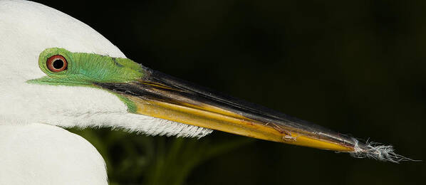 Egret Poster featuring the photograph Great Egret Portrait by Sean Allen