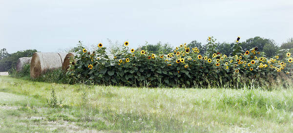 Hay Poster featuring the photograph Hay Bales and Sunflowers by Cricket Hackmann
