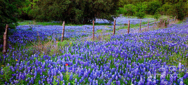 Spring Poster featuring the photograph Hill Country Heaven - Texas Bluebonnets wildflowers landscape fence flowers by Jon Holiday