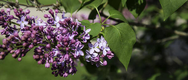 Lilac Shrub Poster featuring the photograph I Love Lilacs by Thomas Young