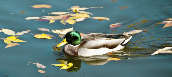 Colorado Poster featuring the mixed media Littleton Pond 5 Closeup by Angelina Tamez