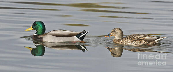 Mallard Poster featuring the photograph Mallard Drake And Hen by Anthony Mercieca