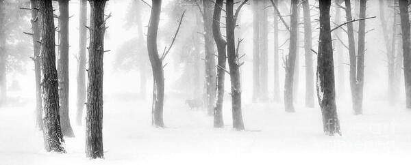 Trees In Winter Poster featuring the photograph Minus Five by Janet Burdon